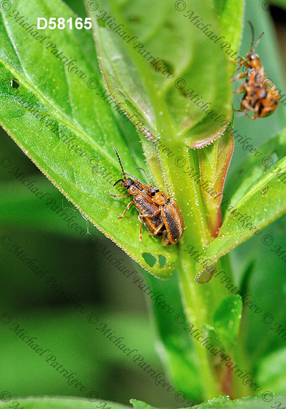 Black-margined Loosestrife Beetle (Neogalerucella calmariensis)